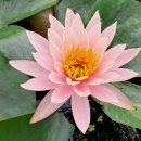 왕송호수공원 이미지