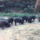 송학농장 이미지