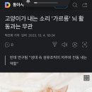 고양이가 내는 소리 '가르릉' 뇌 활동과는 무관 이미지