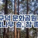청아편백