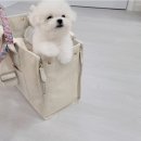 알곡켄넬 | [공지] 강남강아지분양 미니비숑 분양후기