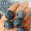 굿모닝 팜 이미지