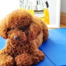 디에스덴탈 이미지