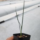 조슈아농장 이미지