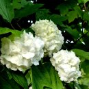 안흥종묘사 이미지