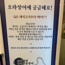 오라장어 이미지