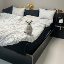 달끌림 | 베스트슬립 매트리스 내돈내산 판타소스 T570 한달 후기