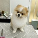 이든펫스파 이미지