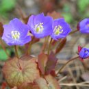 양지한복 이미지