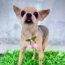 몽실 애견미용 이미지