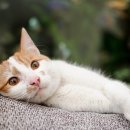 해든고양이병원 이미지