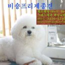 프리제(frise) 이미지