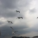 끼룩끼룩