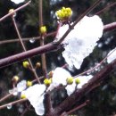 봄소식 전하는 벚꽃 '활짝' 이미지