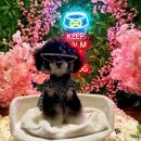 댕댕이꺼 이미지