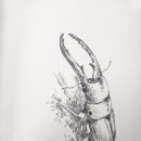 버렝이, 벌레 이미지