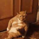 똥꼬치킨 이미지