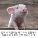 수리산 봄풍경.(2023.4.4) 이미지