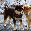 왕초네 | 시바견 블랙탄 마쵸와 겨울산행 다녀왔어요.