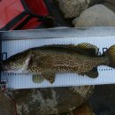 여울쏘가리 이미지