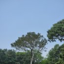 예산여행 추사고택 예산백송 예당호출렁다리 예당호...예산장날 예산시네마 그곳에가고싶다 주만간산식여행