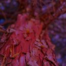 리멤버피부과의원 양주옥정 이미지