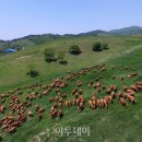 행복한우리소 이미지