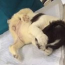미소동물병원 이미지