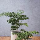 행복을주는나무 이미지