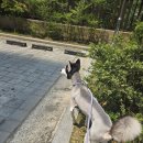 개미용중 이미지