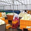 영농조합법인 괴산마트 이미지