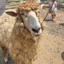 경보목장 이미지