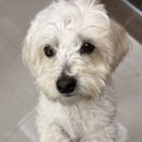 예쁜유치원 | 의정부애견유치원 아이몽애견유치원 내돈내산 가격 데이케어 이용후기