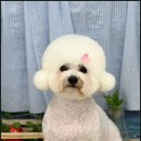 몽개구름 | 인천강아지미용의 새로운 명소, 몽개구름에서 특별한 경험을 해보세요