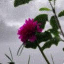 ㈜아이유국제결혼 이미지