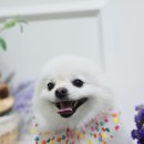 포비 펫 살롱 이미지