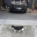 카샵 | 경주손세차 스템세차 잘하는 카샵 경주점 후기