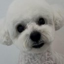 희망애견미용실 | 아산 애견미용실, 우리 집 냥이 목욕 고민 끝낸 특별한 경험!