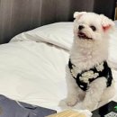 벨라몽 애견호텔 이미지