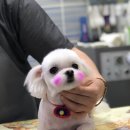 뿌이숑 이미지