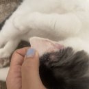 미르동물의료센터 이미지