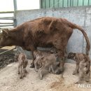 쌍둥이축산2 이미지