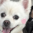 아로멍 이미지