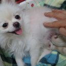 아롱이네 이미지