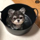 댕댕이미용 이미지