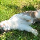 배달삼겹직구삼 이미지