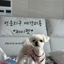 제이펫 | 선운지구 애견미용 제이펫, 말티즈 스포팅컷, 스포팅컷 대성공이에요! 선운지구 제이펫 말티즈 미용후기