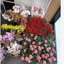 번치 - 서대문구 홍은중앙로3길 9 | 꽃다발 선물 중랑구 태릉입구역 근처 더번치 꽃집 방문 후기 상견례 첫인사 어버이 날 스승의 날에도 더...