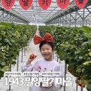1943 | 경남 딸기따기 체험 1943 밀양딸기마을 가격 이용후기
