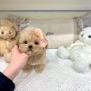 샵펫 강아지분양 울산점 이미지